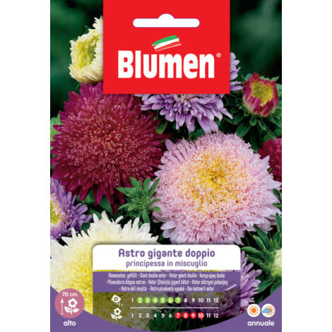 Semi Blumen astro principessa gigante