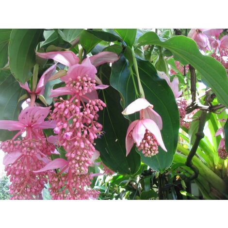 MEDINILLA MAGNIFICA VASO 17CM DA INTERNO ROSA SCURO