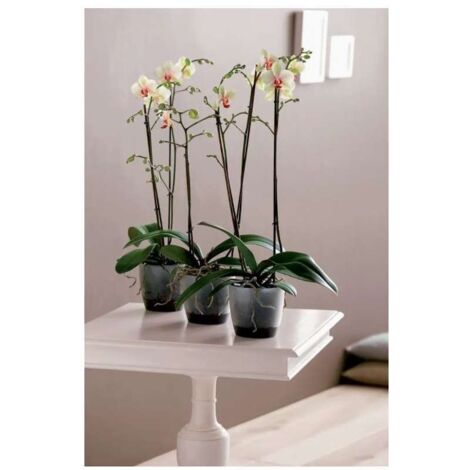 VASO ORCHIDEE BRUSSELS ORCHID 12,5CM TRANSPARENT ELHO