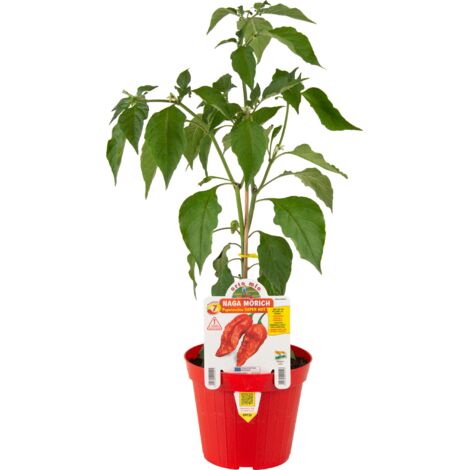 PIANTA DI PEPERONCINO NAGA MORICH (IN VASO Ø 14CM) (1/6)
