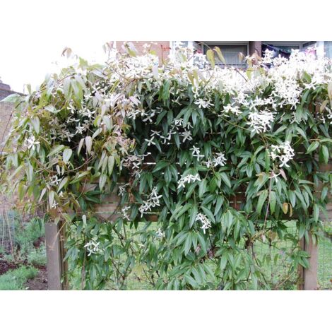 CLEMATIDE ARMANDII VASO 16CM (1/4)