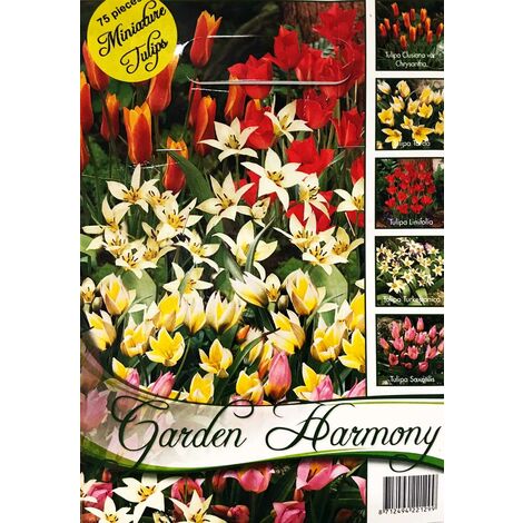 Bulbi Ranuncolo Multicolore - 50 Bulbi, 5 Colori, Olandesi, Per Giardino Fiorito - Foto 4