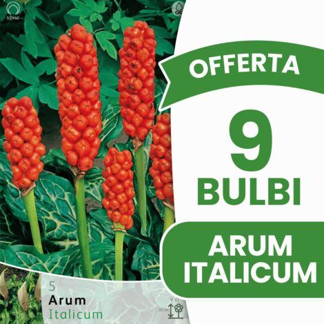 Offerta 50 Bulbi Di Tulipani Misti – Calibro 12+, Fiori A Coppa In Rosso, Rosa, Viola, Giallo E Bianco, Pianta In Autunno Per Fioritura Primaverile