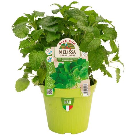 1 PIANTA DI MELISSA IN VASO 14CM ORTOMIO AROMATICHE
