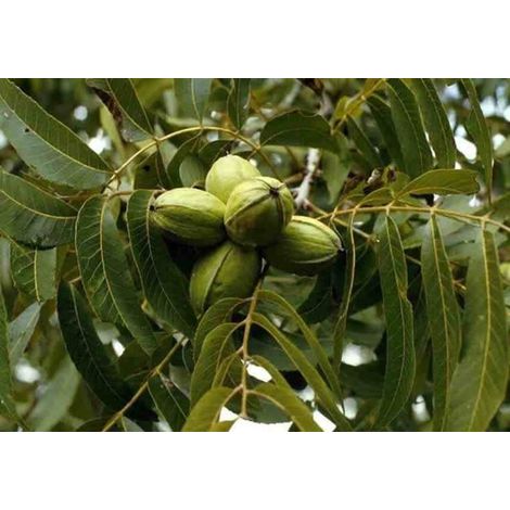 1 Pianta di Noce Pecan