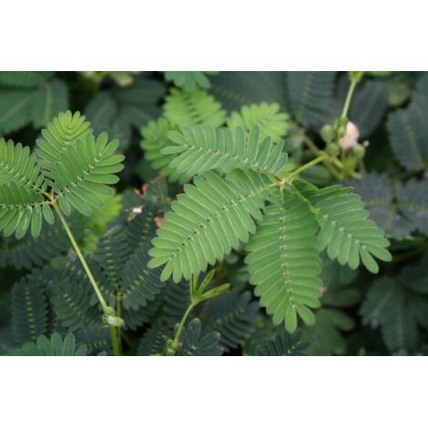 MIMOSA PUDICA SENSITIVA VASO 9CM (1/3)