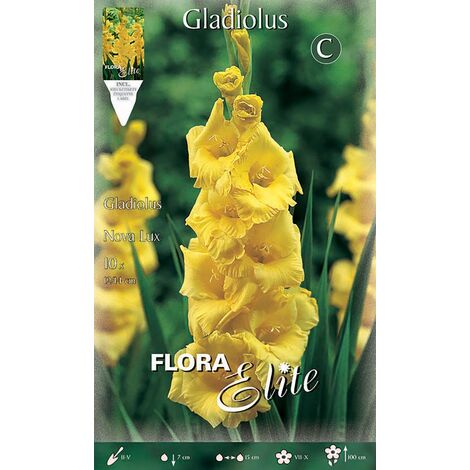 Bulbi Mughetto Bianco Convallaria - 10 Bulbi Profumati Per Giardino E Vaso | Fioritura Primaverile - Foto 2