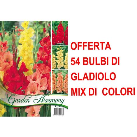 Bulbi Di Gladiolo Mix Colorati - 50 Pezzi, 7 Varietà, Per Giardino E Vasi, Dall'Olanda - Foto 2