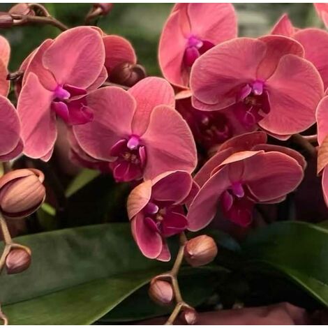 AMERIQUE Orchidea Phalaenopsis Artificiale 90cm Con Vaso – 21 Fiori Di Seta E 8 Foglie Real Touch Viola - 5