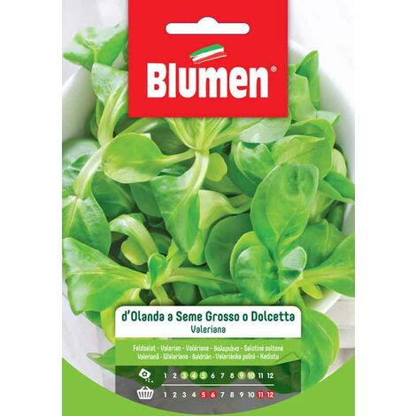 Blumen. Semi di Valeriana d&rsquoOlanda a Seme Grosso o Dolcetta
