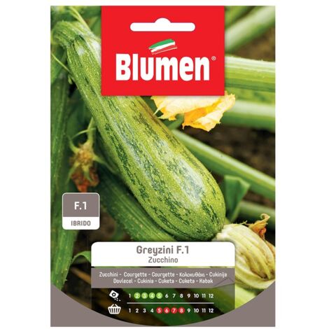 SEMI ZUCCHINO GREYZINI BLUMEN SEMENTI ORTO