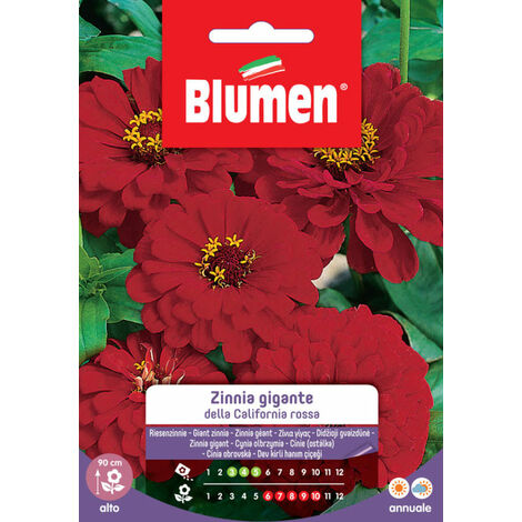 SEMI ZINNIA GIGANTE DELLA CALIFORNIA ROSSA BLUMEN SEMENTI FIORI