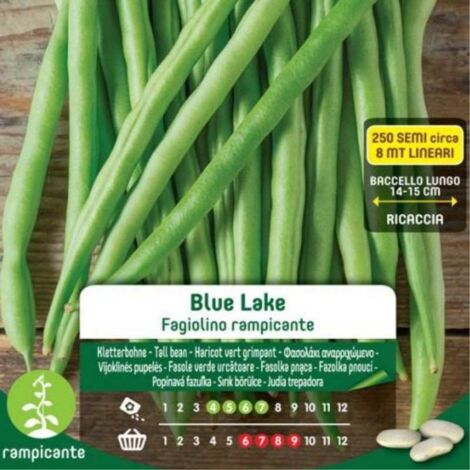 SEMI FAGIOLINI RAMPICANTI BLUE LAKE BLUMEN ORTO SEMINA