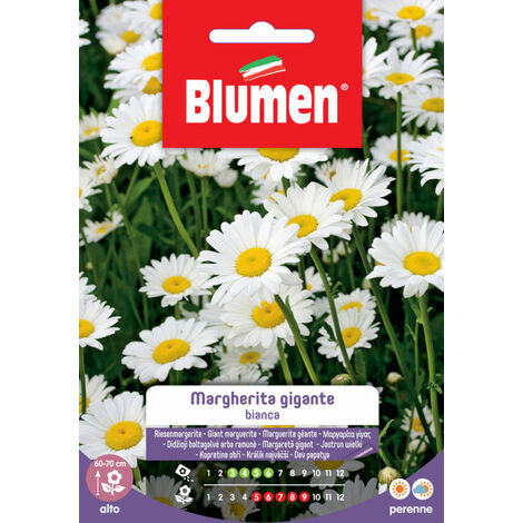 Semi Blumen margherita gigante bianca