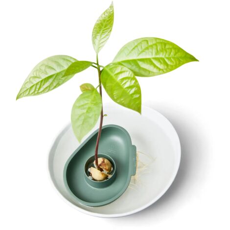 Vaso Germinatore Avocado R&R SHOP - In Plastica Di Mais, Per Far Crescere I Semi - Foto 7