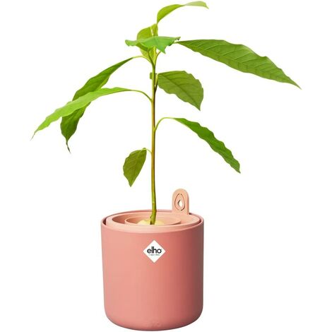 Vaso Per Semi Di Avocado – Kit Per Coltivare Avocado In Acqua, Vetro Soffiato A Mano, Con Istruzioni