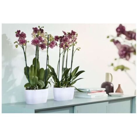 ELHO FIORIERA PER ORCHIDEE BRUSSELS ORCHID DUO 25CM BIANCO
