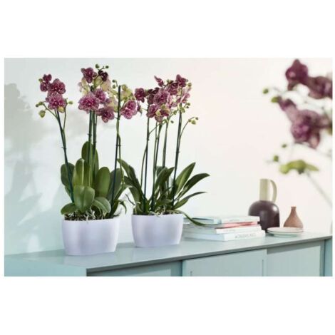 ELHO FIORIERA PER ORCHIDEE BRUSSELS ORCHID DUO 25CM TRASPARENTE