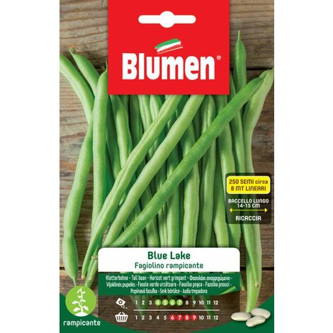 SEMI FAGIOLINO RAMPICANTE BLUE LAKE BLUMEN