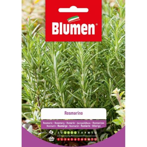 SEMI DI ROSMARINO BLUMEN ORTO VASO GIARDINO AROMATICA