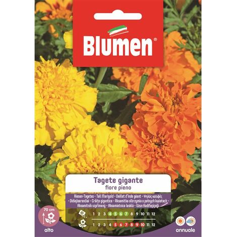 SEMI TAGETE GIGANTE FIORE PIENO BLUMEN FIORI