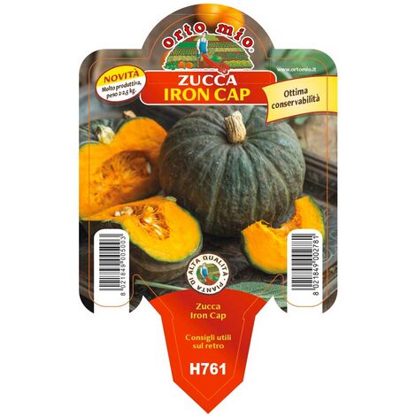 3 PIANTE IN VASO Ø10CM ZUCCA IRON CAP (1/2)
