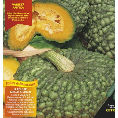 3 PIANTE IN VASO Ø10CM ZUCCA TONDA RUGOSA MARINA DI CHIOGGIA (1/2)