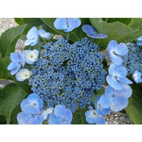 1 PIANTA DI ORTENSIA HYDRANGEA MACROPHYLLA TELLER BLAULING VASO 21CM