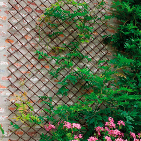 CELOSIA MIMBRE EXTENSIBLE 0.5 X 1.5 M
