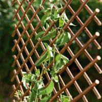 CELOSIA MIMBRE EXTENSIBLE 0.5 X 1.5 M