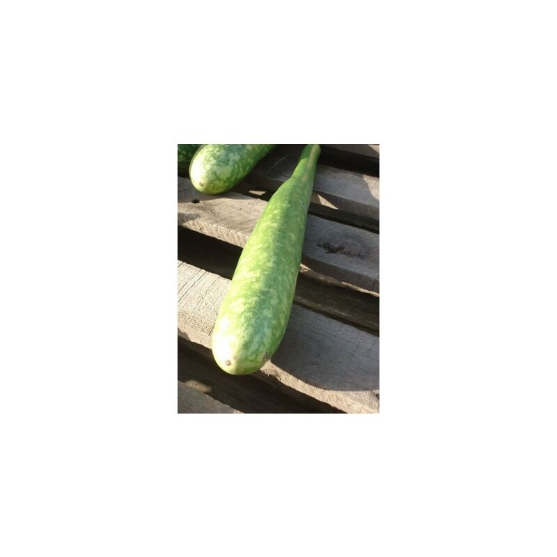 Courge Calebasse longue massue d'Hercule - 3g