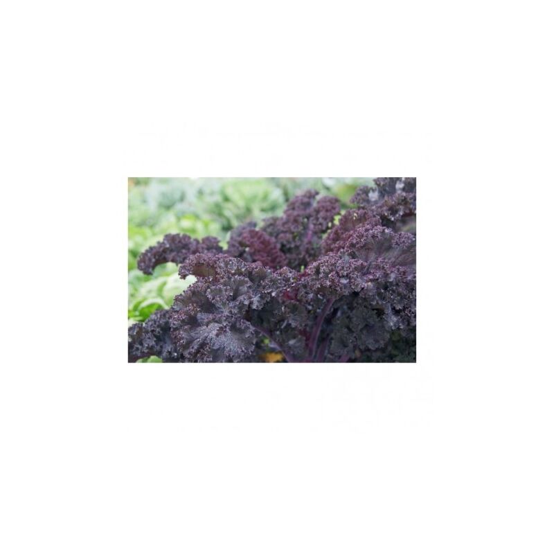 Chou frisé scarlet rouge - 4g