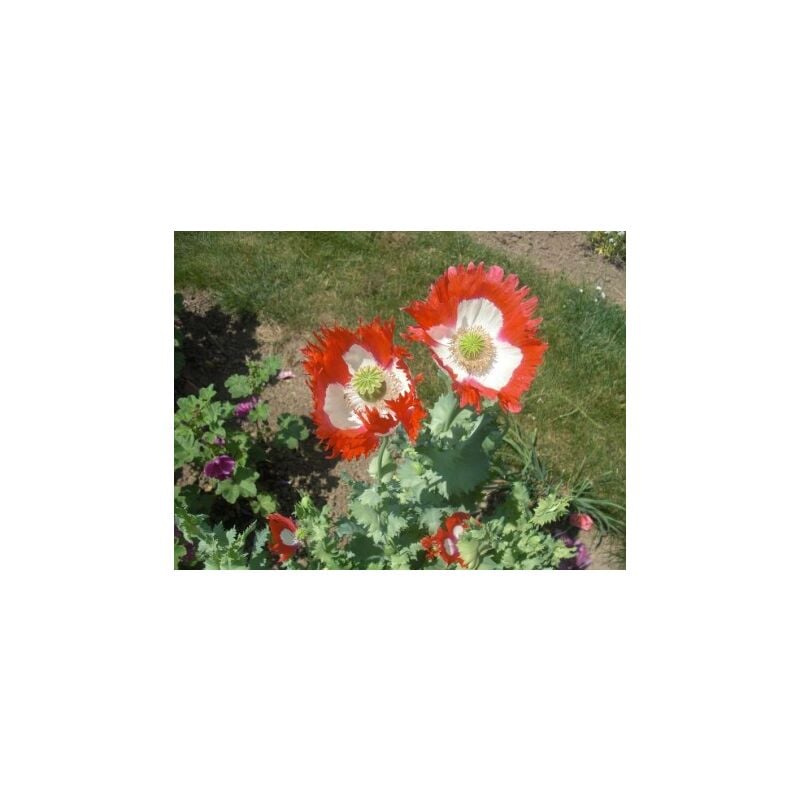Pavot Danish Flag sachet blanc - 0,2g
