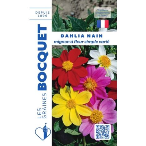 Dahlia nain Mignon varié - 1g