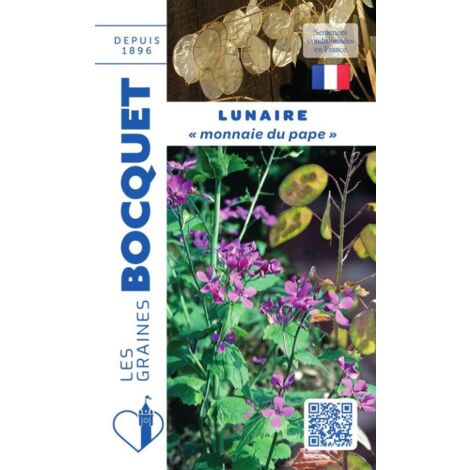 Lunaire Monnaie du Pape – Plante bisannuelle 80-90 cm – Fleurs violettes pour bouquets secs – Semis d’avril à juin – Graines Bocquet