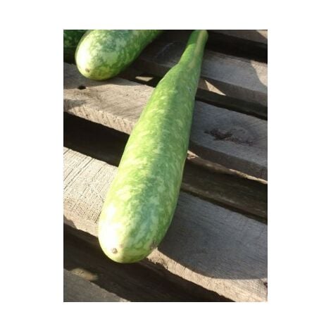 Courge Calebasse longue massue d'Hercule - 3g