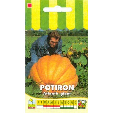 Potiron Atlantic Giant – Graines non hybrides 5g – Semis en mars-avril – Pour sols frais et bien fumés – Graines Bocquet