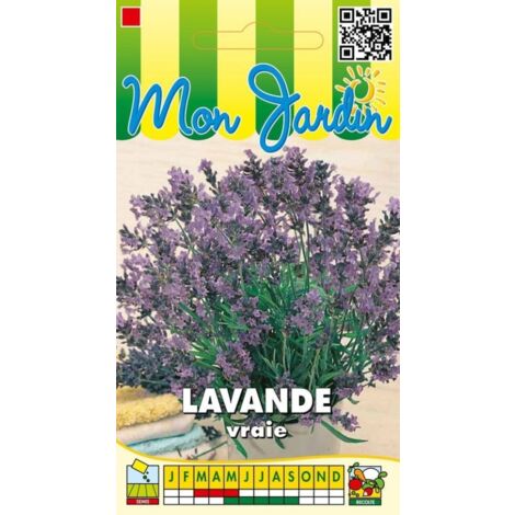 Lavande officinale vivace vraie – Semis de fin mars à mai – Plante aromatique 80 cm – Fleurs bleu violacé pour abeilles – Graines Bocquet
