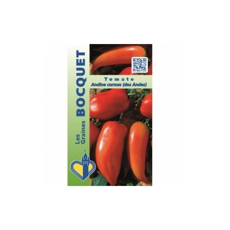 Tomate Andine Cornue – Variété rustique, productive et reproductible