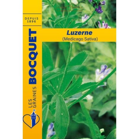Luzerne (Medicago sativa) - 100g