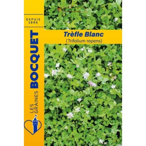 Trèfle blanc (Trifolium repens) 100g – Semis de mars à juin – Couvert végétal pour 40m² – Attire les abeilles – Graines Bocquet