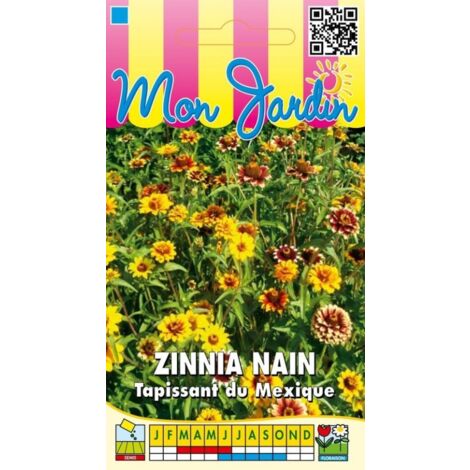 Zinnia nain Tapissant du Mexique - 2g