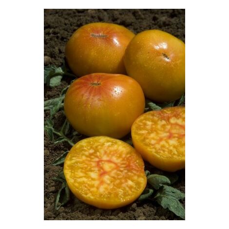 Tomate ananas – Graines non hybrides – Semis en godets février-mars – Fruits juteux orange de 400-500g – Récolte savoureuse – Graines Bocquet