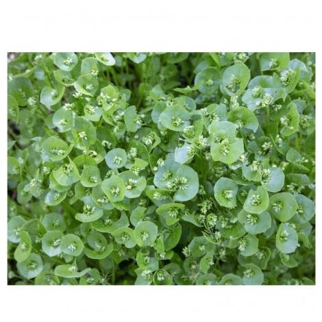 Pourpier d'hiver ( Claytonia Perfoliata) - 0,5g