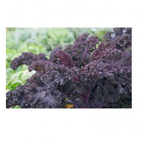 Chou frisé scarlet rouge - 4g