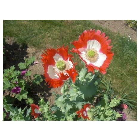 Pavot Danish Flag sachet blanc - 0,2g