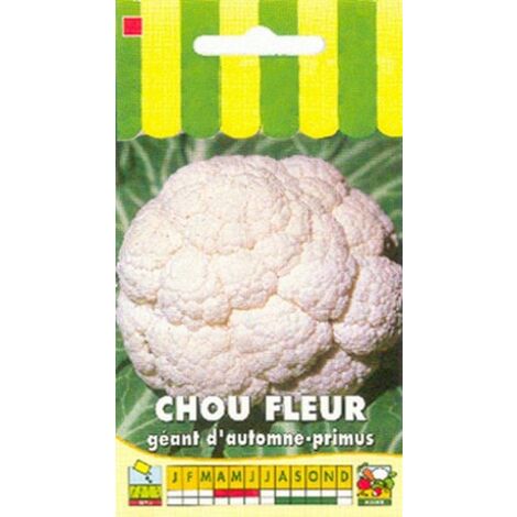 Chou-fleur géant d'automne – Semis d'avril à juin – Non hybride, graines reproductibles – Pomme blanche de grande taille – Graines Bocquet