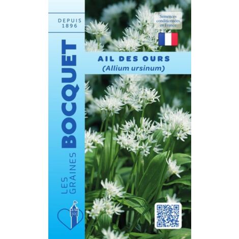 Ail des ours 0,5g – Plante vivace aromatique – Semis de mars à juin – Sol bien drainant et humifère – Graines Bocquet