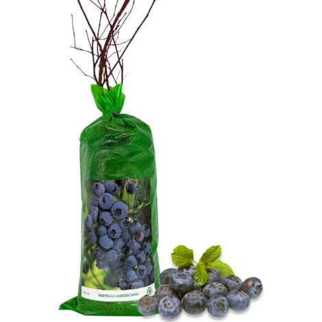 Pianta Di Mirtillo Americano - Cespuglio Da Frutto 40cm, Vaccinium Corymbosum