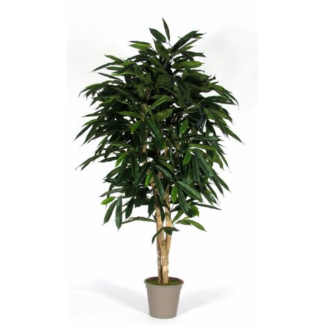 Ficus Longifolia con tronco naturale, in varie altezze da cm. 125 a cm. 300  - 125